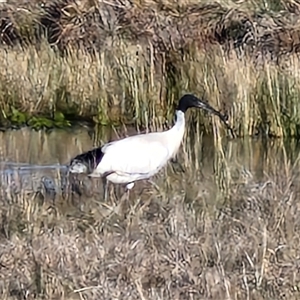 Threskiornis molucca at Collector, NSW - 17 Sep 2024