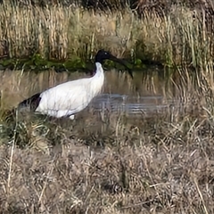 Threskiornis molucca at Collector, NSW - 17 Sep 2024