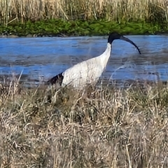 Threskiornis molucca at Collector, NSW - 17 Sep 2024 04:17 PM