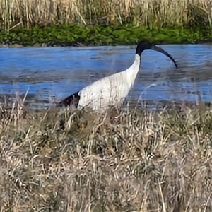 Threskiornis molucca at Collector, NSW - 17 Sep 2024