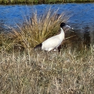 Threskiornis molucca at Collector, NSW - 17 Sep 2024 04:17 PM