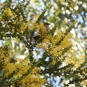 Zosterops lateralis at Kambah, ACT - 17 Sep 2024