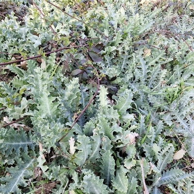 Onopordum acanthium (Scotch Thistle) at Collector, NSW - 17 Sep 2024 by trevorpreston