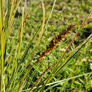 Carex appressa at Collector, NSW - 17 Sep 2024