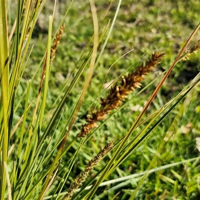 Carex appressa (Tall Sedge) at Collector, NSW - 17 Sep 2024 by trevorpreston