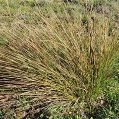 Carex appressa at Collector, NSW - 17 Sep 2024 04:08 PM