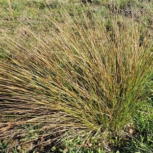 Carex appressa at Collector, NSW - 17 Sep 2024