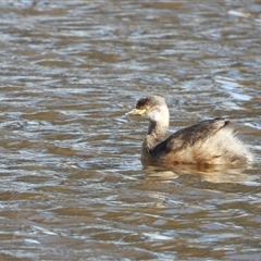 Tachybaptus novaehollandiae (Australasian Grebe) at Kambah, ACT - 17 Sep 2024 by LinePerrins