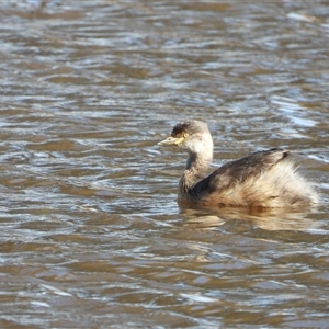 Tachybaptus novaehollandiae at Kambah, ACT - 17 Sep 2024