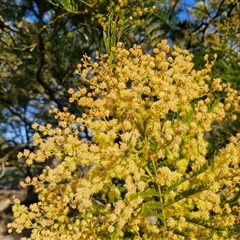 Acacia decurrens (Green Wattle) at Collector, NSW - 17 Sep 2024 by trevorpreston