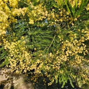 Acacia decurrens at Collector, NSW - 17 Sep 2024