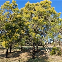 Acacia decurrens at Collector, NSW - 17 Sep 2024