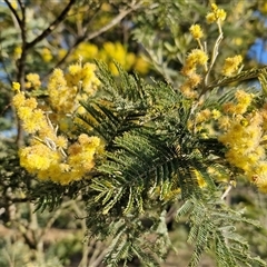 Acacia dealbata (Silver Wattle) at Collector, NSW - 17 Sep 2024 by trevorpreston