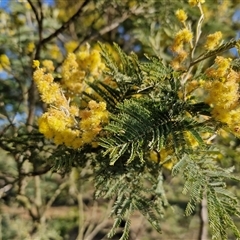 Acacia dealbata at Collector, NSW - 17 Sep 2024 04:06 PM