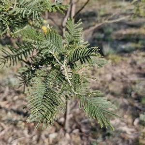 Acacia dealbata at Collector, NSW - 17 Sep 2024