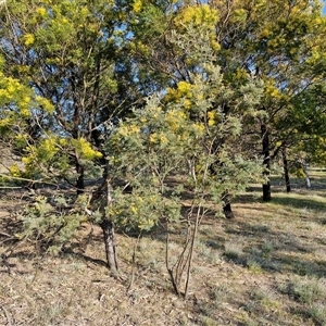 Acacia dealbata at Collector, NSW - 17 Sep 2024 04:06 PM