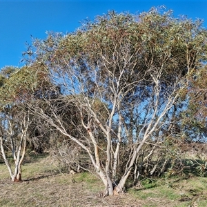 Eucalyptus pauciflora subsp. pauciflora at Collector, NSW - 17 Sep 2024 04:04 PM