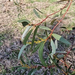 Eucalyptus pauciflora subsp. pauciflora at Collector, NSW - 17 Sep 2024 04:04 PM