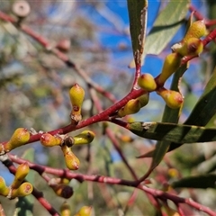 Eucalyptus pauciflora subsp. pauciflora at Collector, NSW - 17 Sep 2024