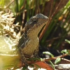 Rankinia diemensis (Mountain Dragon) at Bundanoon, NSW - 17 Sep 2024 by GlossyGal