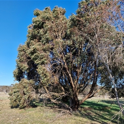 Eucalyptus dives at Collector, NSW - 17 Sep 2024 by trevorpreston