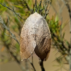 Gastrophora henricaria (Fallen-bark Looper, Beautiful Leaf Moth) at Denman Prospect, ACT - 17 Sep 2024 by Kenp12