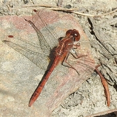 Diplacodes bipunctata (Wandering Percher) at Bundanoon, NSW - 17 Sep 2024 by GlossyGal