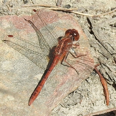 Diplacodes bipunctata (Wandering Percher) at Bundanoon, NSW - 17 Sep 2024 by GlossyGal