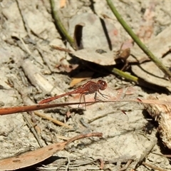 Diplacodes bipunctata at Bundanoon, NSW - 17 Sep 2024