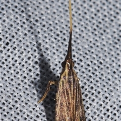 Sarisophora leptoglypta at Sheldon, QLD - 9 Mar 2024 by PJH123