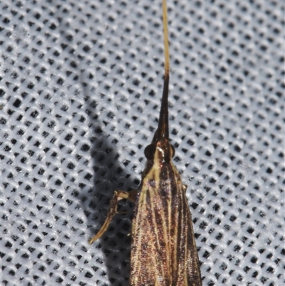 Sarisophora leptoglypta at Sheldon, QLD - 9 Mar 2024 by PJH123