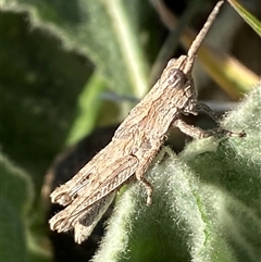 Coryphistes ruricola (Bark-mimicking Grasshopper) at Molonglo, ACT - 17 Sep 2024 by SteveBorkowskis