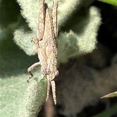 Coryphistes ruricola at Molonglo, ACT - suppressed