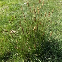 Carex appressa (Tall Sedge) at Hawker, ACT - 17 Sep 2024 by SteveBorkowskis