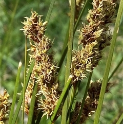 Carex appressa at Hawker, ACT - 17 Sep 2024 10:39 AM