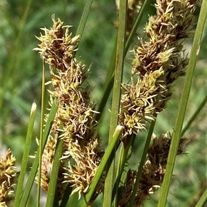 Carex appressa at Hawker, ACT - 17 Sep 2024