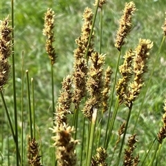 Carex appressa at Hawker, ACT - 17 Sep 2024