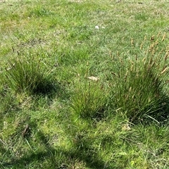 Carex appressa at Hawker, ACT - 17 Sep 2024 10:39 AM