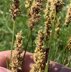 Carex appressa at Hawker, ACT - 17 Sep 2024 10:39 AM