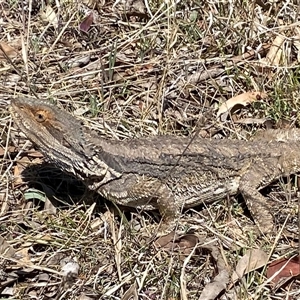 Pogona barbata at Hawker, ACT - 17 Sep 2024