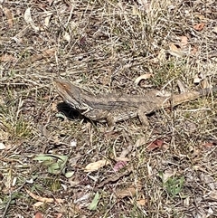 Pogona barbata at Hawker, ACT - suppressed