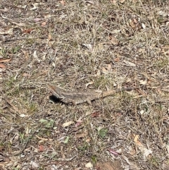 Pogona barbata at Hawker, ACT - suppressed