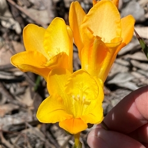 Freesia leichtlinii subsp. leichtlinii x Freesia leichtlinii subsp. alba at Hawker, ACT - 17 Sep 2024