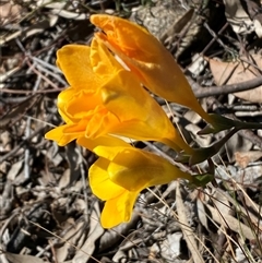 Freesia leichtlinii subsp. leichtlinii x Freesia leichtlinii subsp. alba at Hawker, ACT - 17 Sep 2024