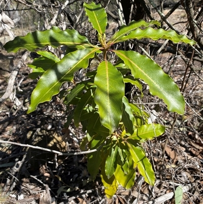 Pittosporum undulatum (sweet pittosporum) at Hawker, ACT - 17 Sep 2024 by SteveBorkowskis