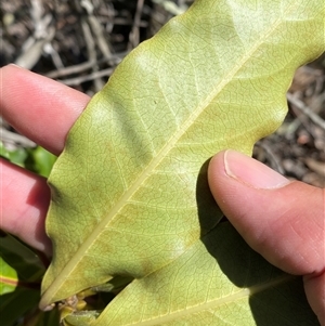 Pittosporum undulatum at Hawker, ACT - 17 Sep 2024