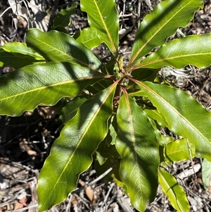 Pittosporum undulatum at Hawker, ACT - 17 Sep 2024