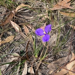 Patersonia glabrata (Native Iris) at Wapengo, NSW - 11 Sep 2024 by MelissaSelbyBrown