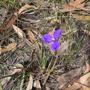 Patersonia glabrata at Wapengo, NSW - 11 Sep 2024