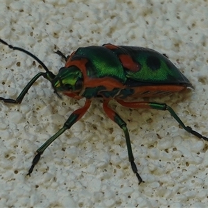 Scutiphora pedicellata at Hall, ACT - 16 Sep 2024